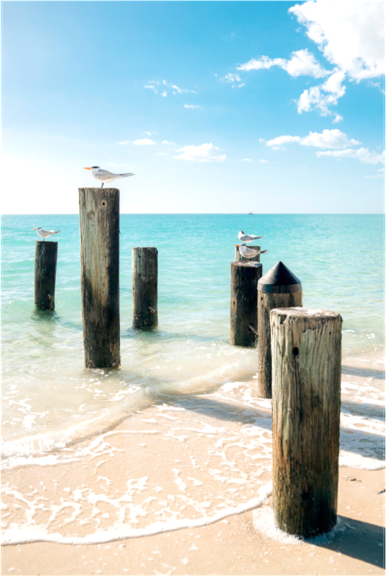 Main image Beach Seagulls