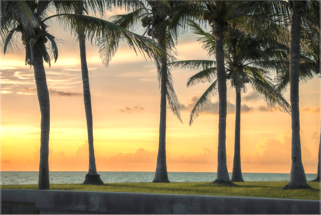 Main image Golden Palms