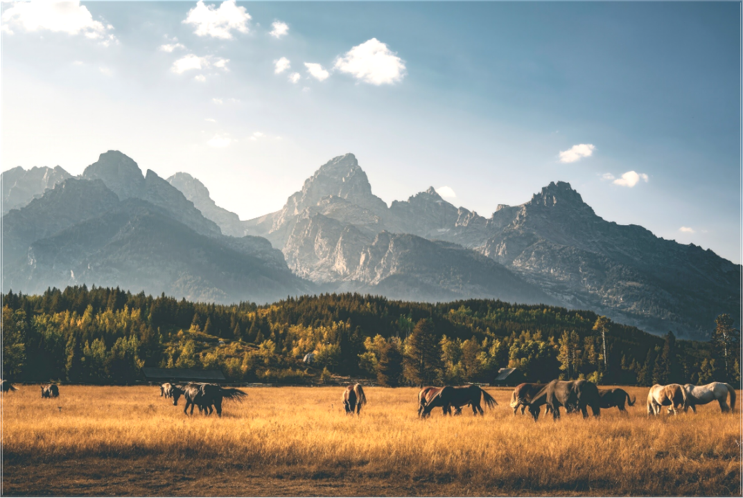 Main image Tetons Horse Pasture
