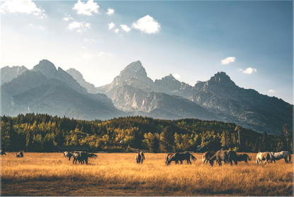 Main image Tetons Horse Pasture