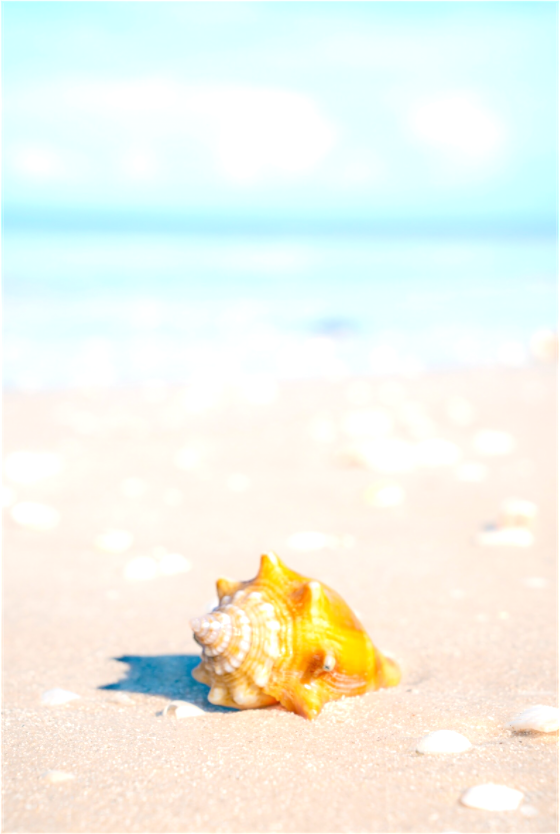 Main image Beachy Shell