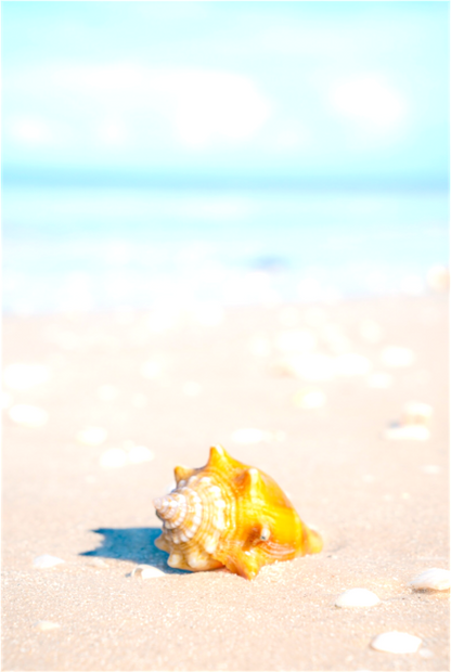 Main image Beachy Shell