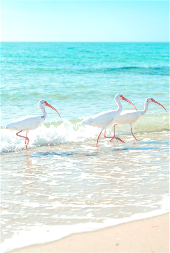 Main image Florida Beach Birds