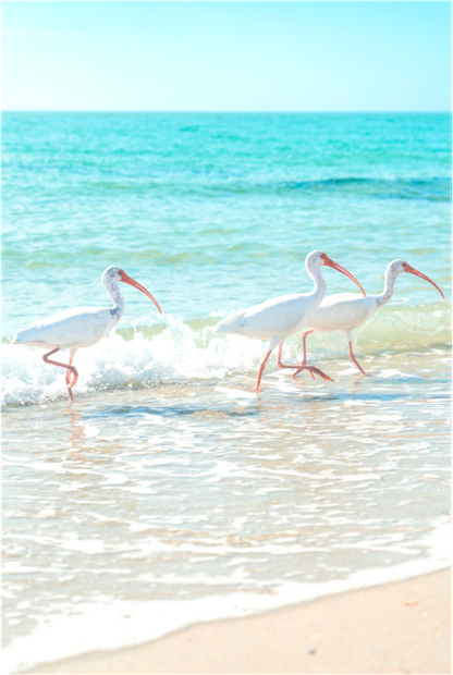 Main image Florida Beach Birds