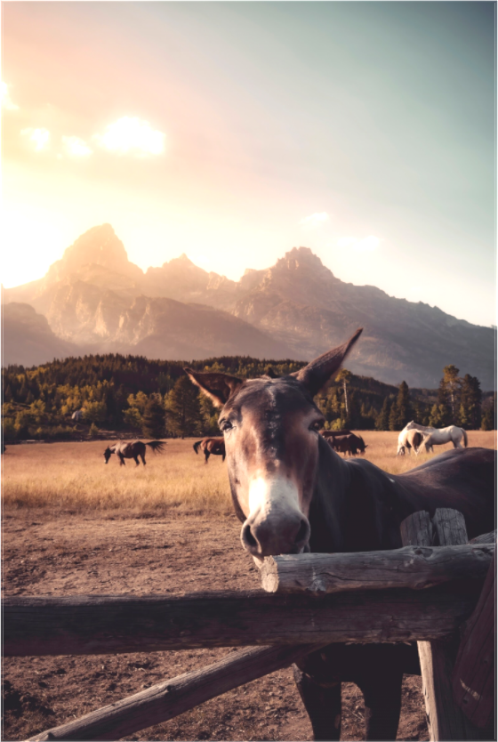 Main image Tetons Happy Horse