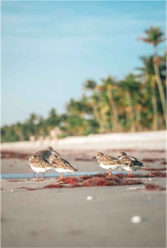 Main image Beach Friends