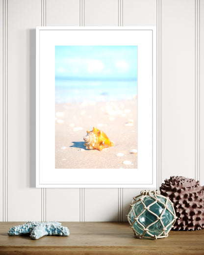 Beachy Shell