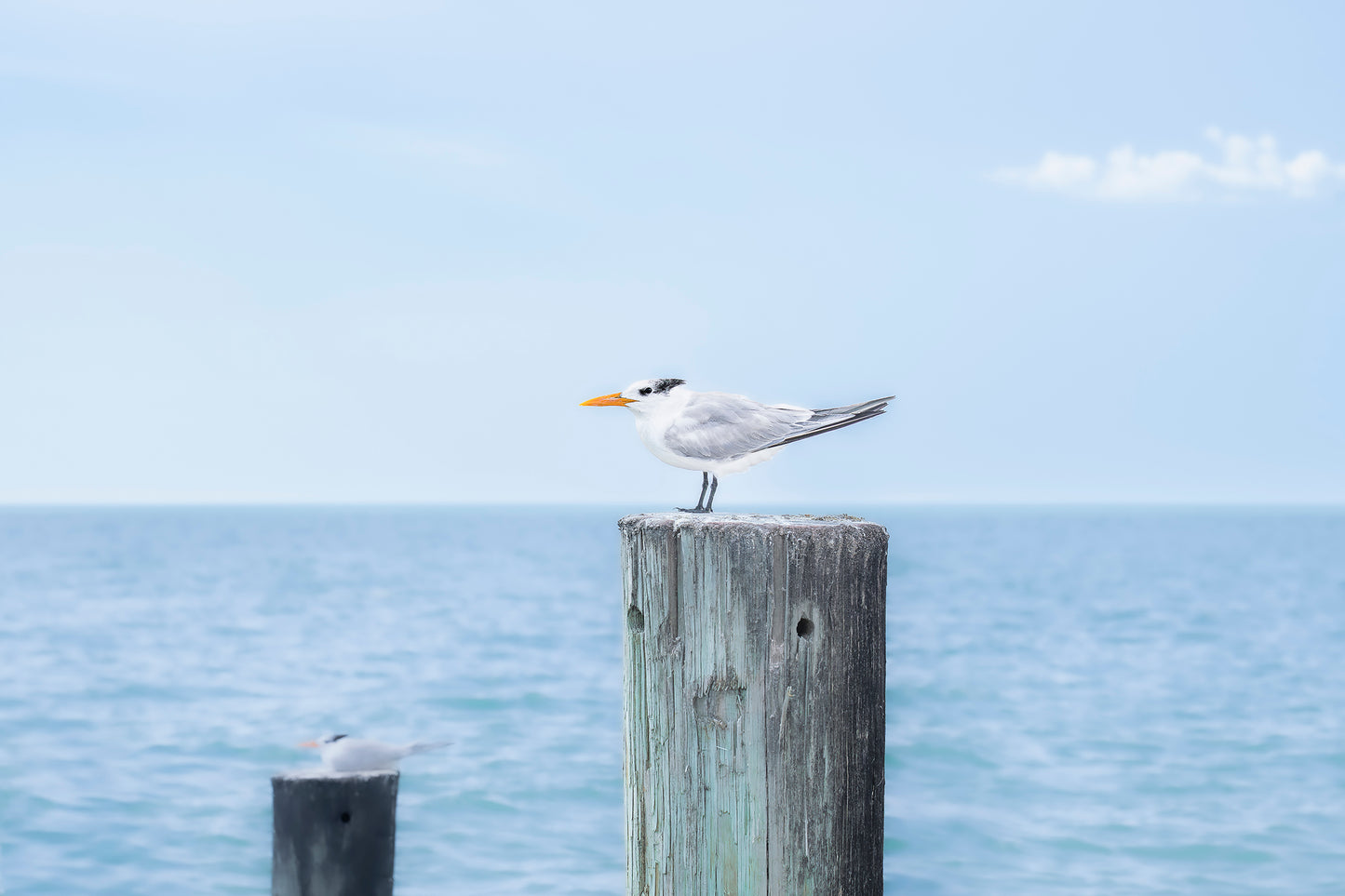 Blue Seagull