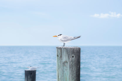 Blue Seagull