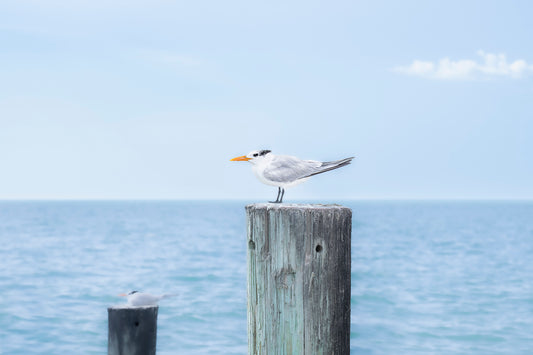 Blue Seagull