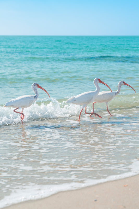 Florida Beach Birds