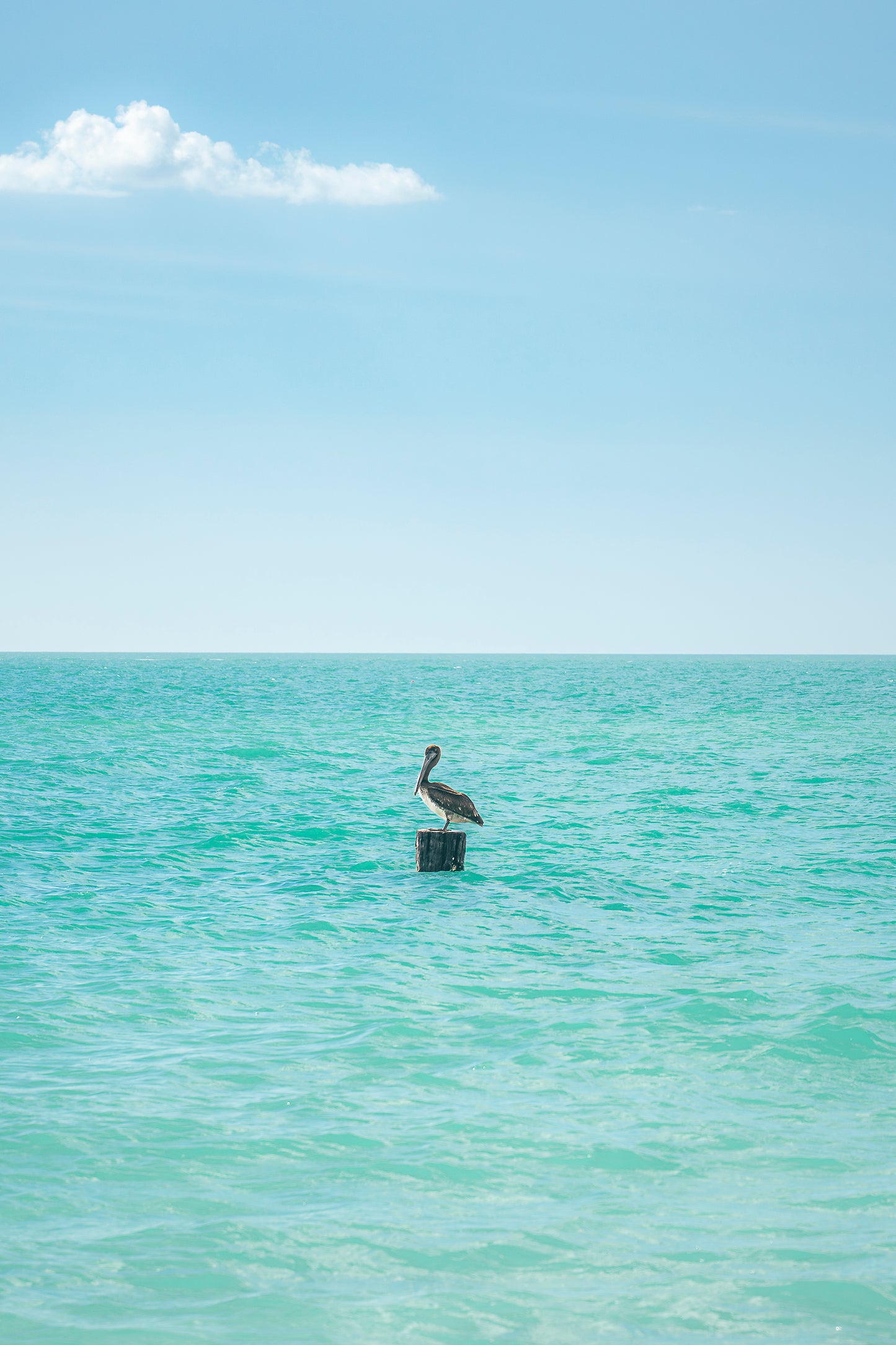 Pelican Solitude