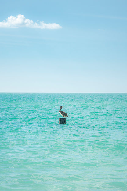 Pelican Solitude