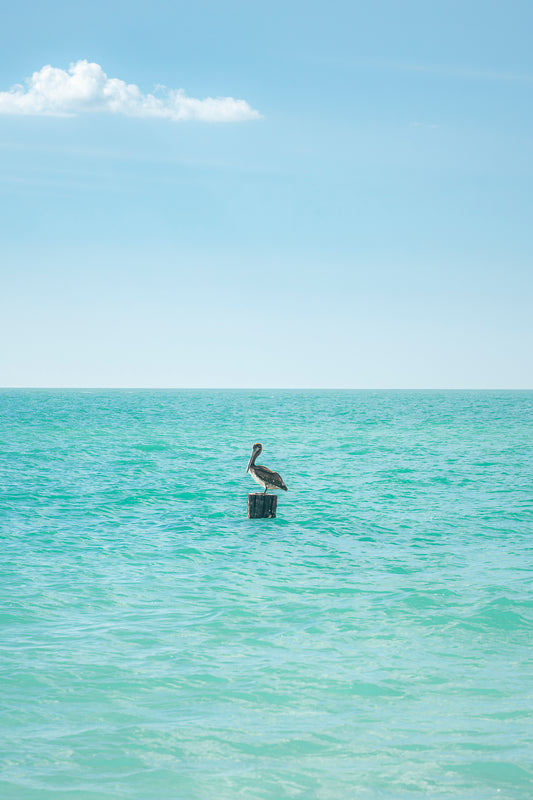 Pelican Solitude