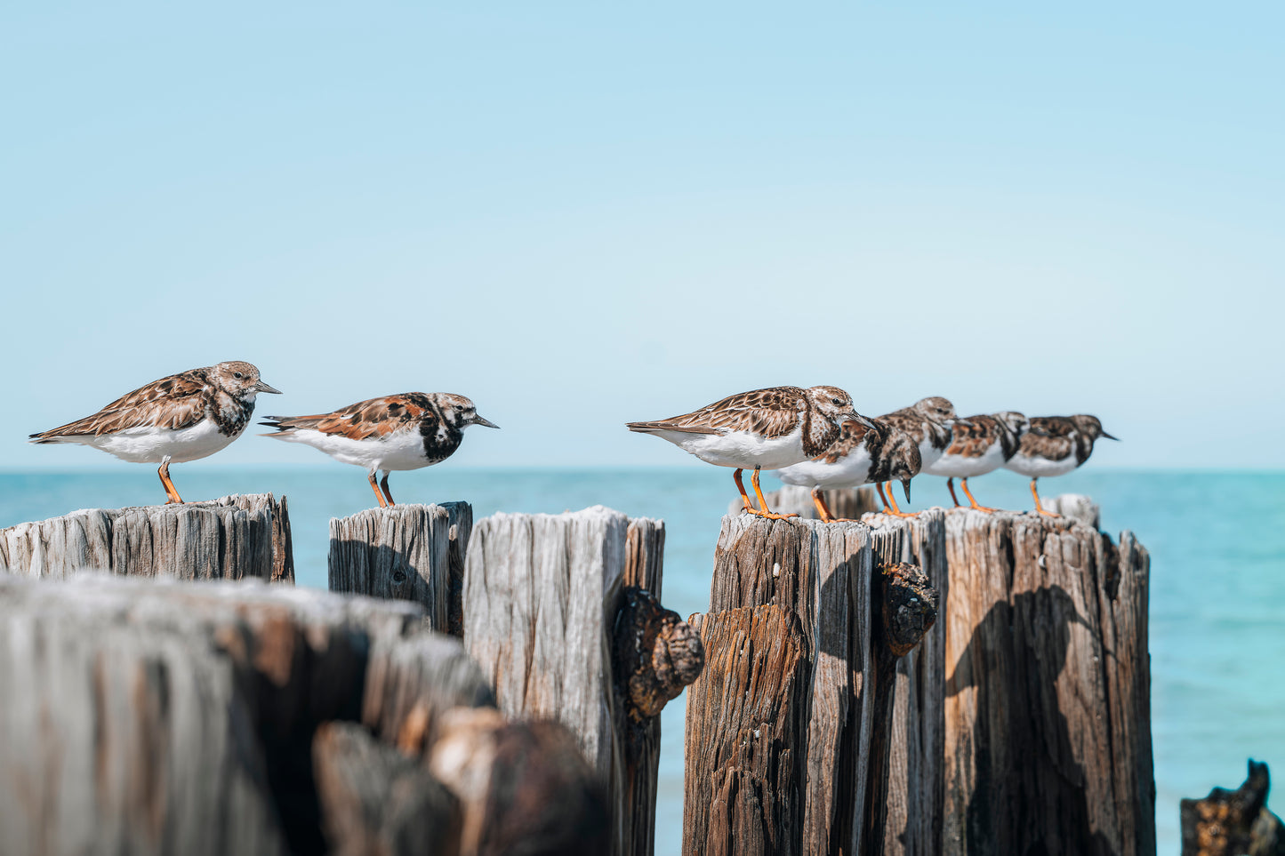 Sandpiper Line Up
