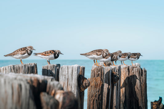 Sandpiper Line Up