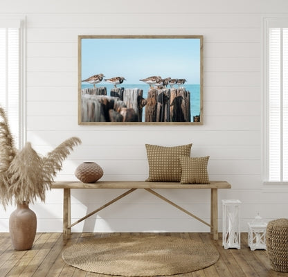Sandpiper Line Up