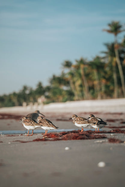 Beach Friends