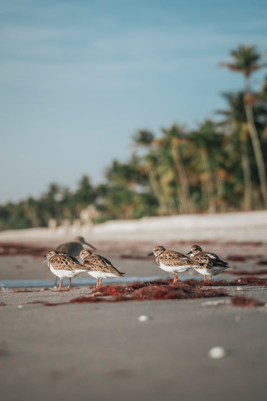 Beach Friends