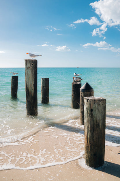Beach Seagulls