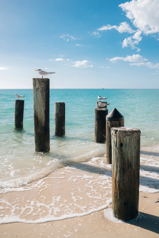 Beach Seagulls