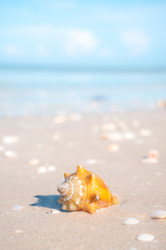 Beachy Shell