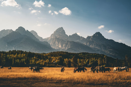 Tetons Horse Pasture