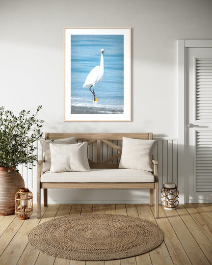 Florida Egret