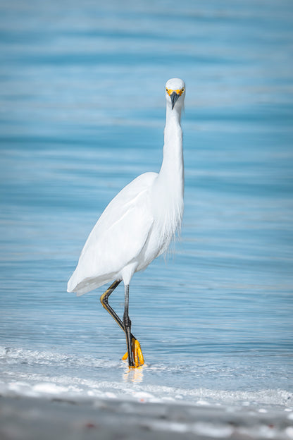 Florida Egret